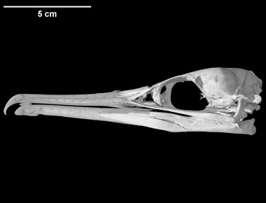 Phalacrocorax penicillatus