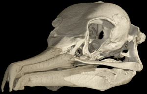 Phalacrocorax penicillatus