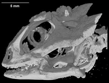 Phrynosoma orbiculare