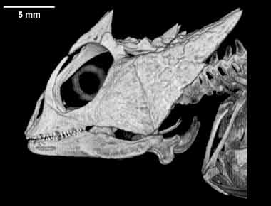 Phrynosoma taurus