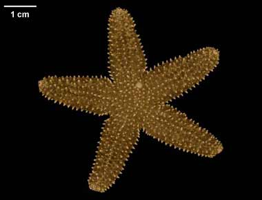 Pisaster sp.