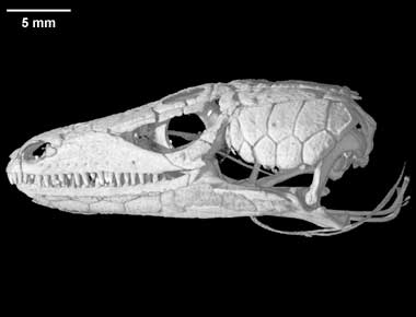 Platysaurus imperator