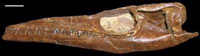 Plotosaurus bennisoni