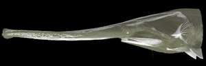 Paddlefish