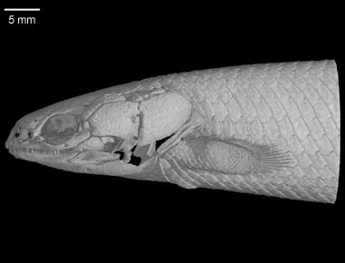 Polypterus senegalus