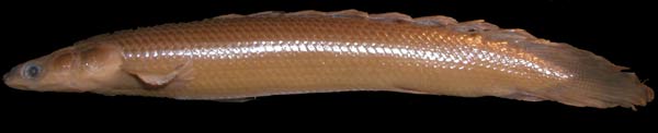 Polypterus