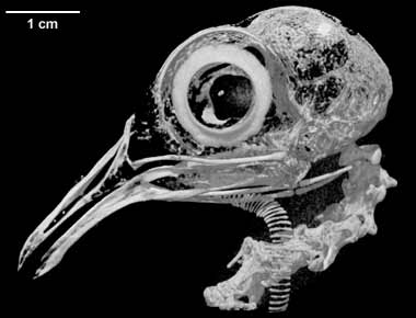 Ptilinopus melanospila