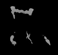 Saurosuchus coronal slice 165