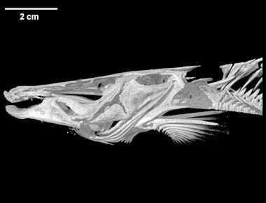 Steindachneridion scriptum