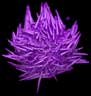 Purple Sea Urchin