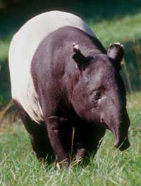 Tapirus indicus