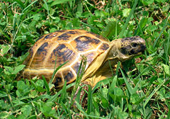 Agrionemys (Testudo) horsfieldi