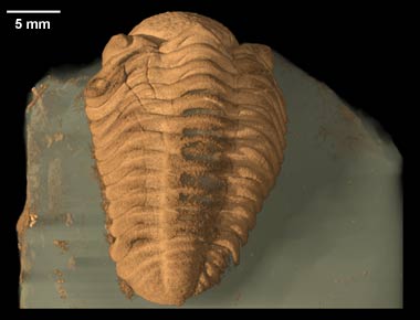 Trilobite