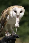 barn owl