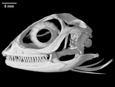 Uranoscodon superciliosus