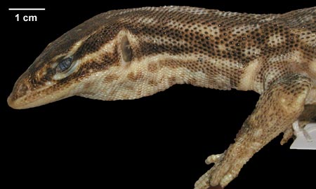 Varanus acanthurus