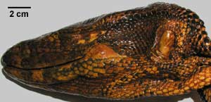 Varanus salvator