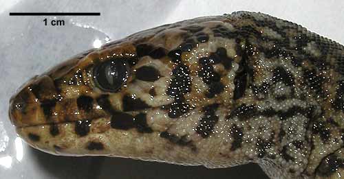 Xantusia riversiana